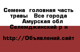 Семена (головная часть))) травы - Все города  »    . Амурская обл.,Селемджинский р-н